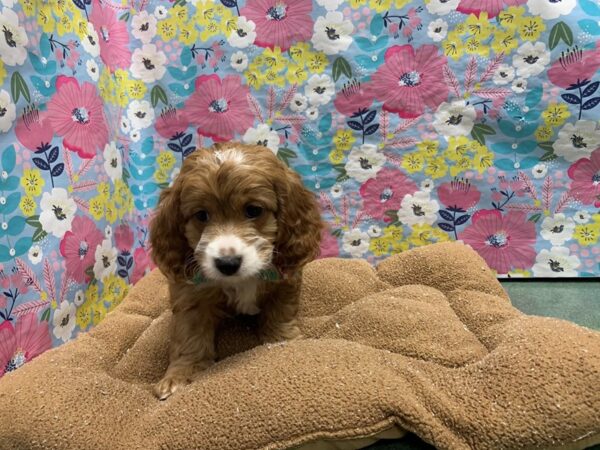 Cavapoo-DOG-Male-rd, wh mkgs-6008-Petland San Antonio, TX