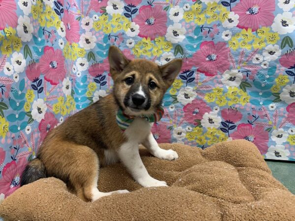 Shiba Inu-DOG-Male-rd sesme-6009-Petland San Antonio, TX