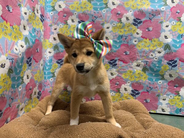 Shiba Inu-DOG-Female-rd sesme-6010-Petland San Antonio, TX