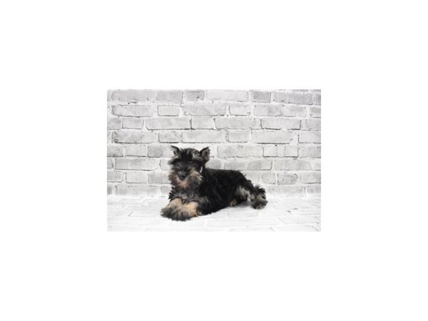 Miniature Schnauzer-DOG-Female-Black and Silver-6013-Petland San Antonio, TX