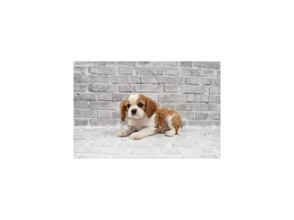 Cavalier King Charles Spaniel-DOG-Male-Blenheim-6011-Petland San Antonio, TX