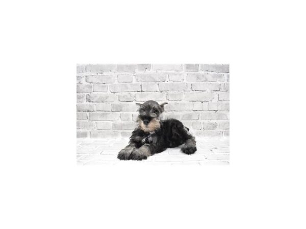 Miniature Schnauzer DOG Male Black and Silver 6012 Petland San Antonio, TX