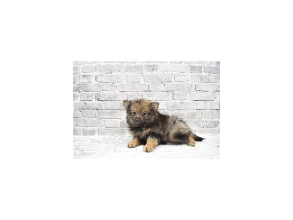Pomeranian-DOG-Male-Sable-6014-Petland San Antonio, TX