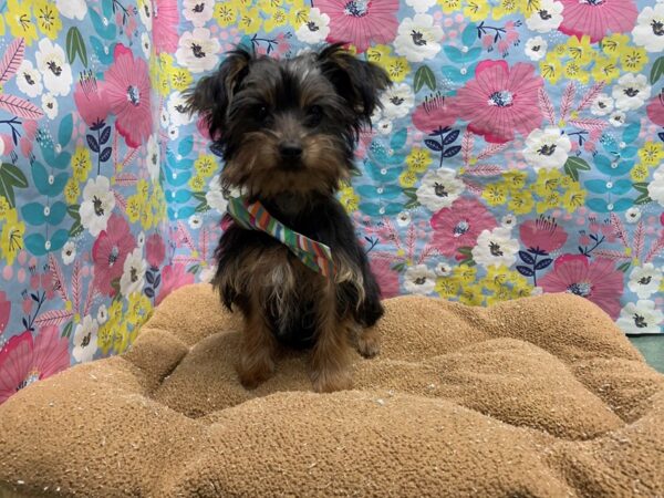 Yorkshire Terrier-DOG-Male-blk & tn-5959-Petland San Antonio, TX