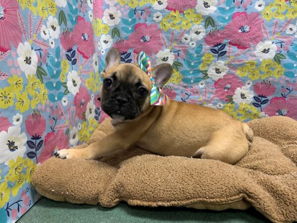 French Bulldog-DOG-Female-fn blk msk-5970-Petland San Antonio, TX