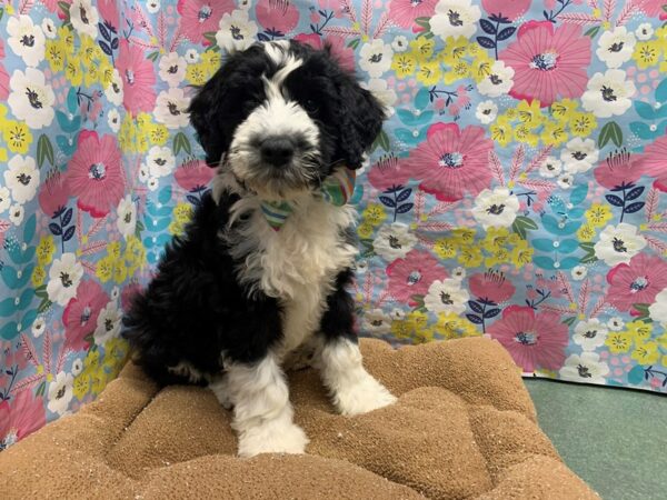 Aussiedoodle DOG Male blk, wh mkgs 6015 Petland San Antonio, TX