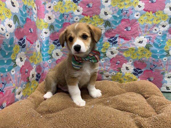 Pembroke Welsh Corgi-DOG-Male-rd & wh-6016-Petland San Antonio, TX