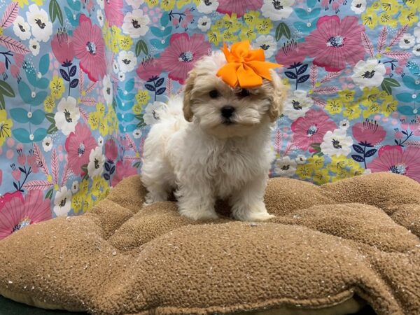 Shih Tzu-DOG-Female-wh & cr parti-6018-Petland San Antonio, TX