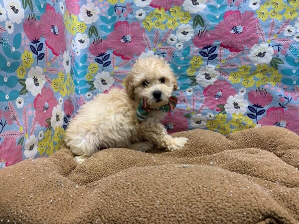 Maltipoo-DOG-Male-cr-6019-Petland San Antonio, TX