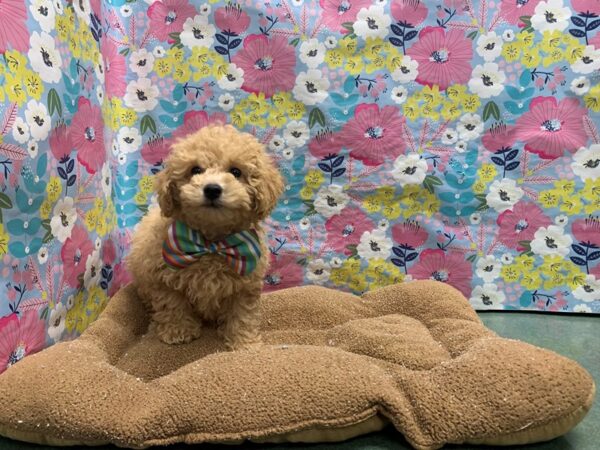 Maltipoo-DOG-Male-apct-6020-Petland San Antonio, TX