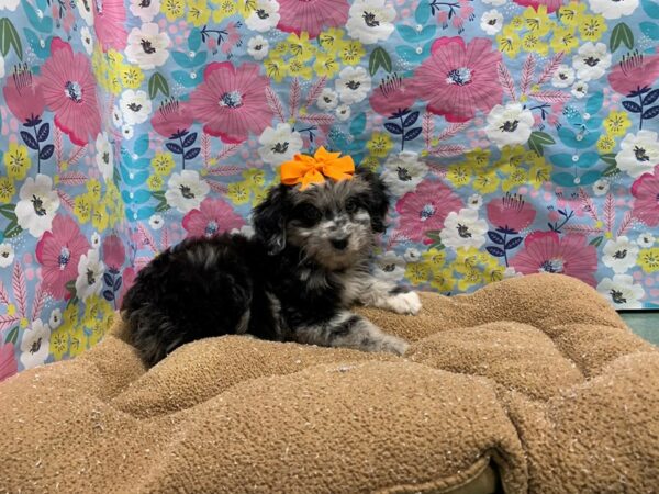 Aussiedoodle DOG Female bl mrl 6021 Petland San Antonio, TX