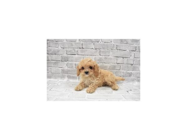 Cavapoo-DOG-Male-Apricot-6022-Petland San Antonio, TX