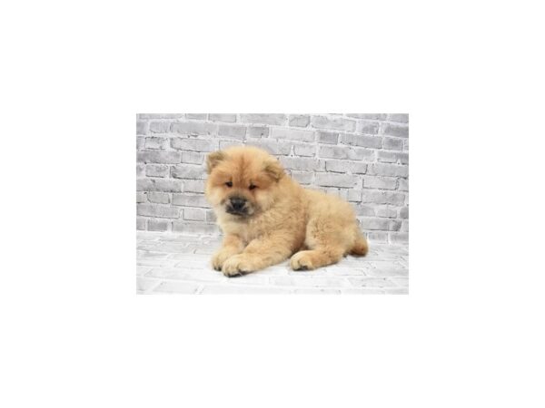 Chow Chow-DOG-Male-Cinnamon-6023-Petland San Antonio, TX