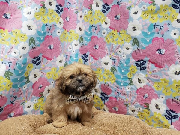 Lhasa Apso-DOG-Male-gldn-6025-Petland San Antonio, TX