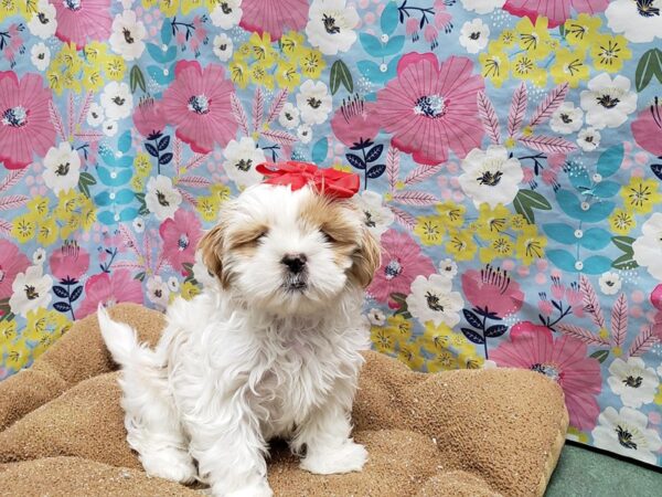 Shih Tzu-DOG-Female-wh & cr parti-6026-Petland San Antonio, TX