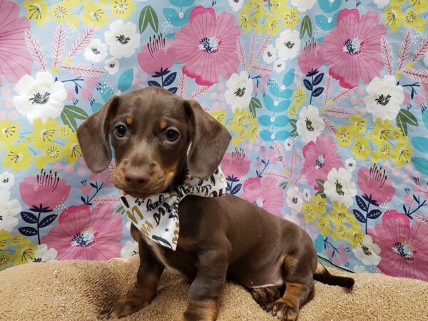 Dachshund-DOG-Male-chlt & tn-6027-Petland San Antonio, TX