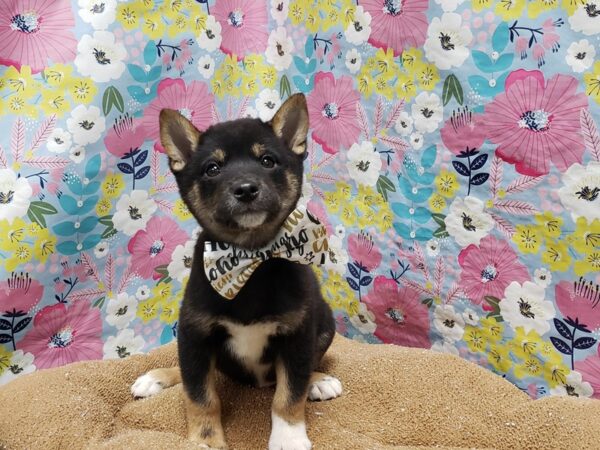 Shiba Inu-DOG-Male-blk & tn-6028-Petland San Antonio, TX
