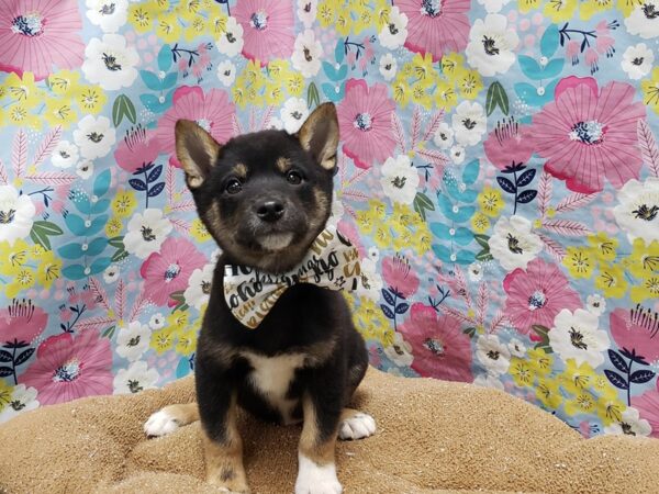 Shiba Inu DOG Male blk & tn 6028 Petland San Antonio, TX