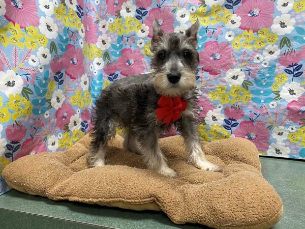 Min Schnauzer-DOG-Male-slt & ppr-6024-Petland San Antonio, TX