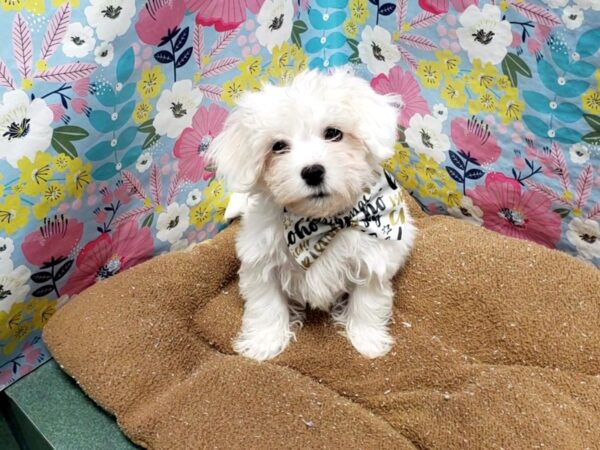 Maltese-DOG-Male-wh-6029-Petland San Antonio, TX