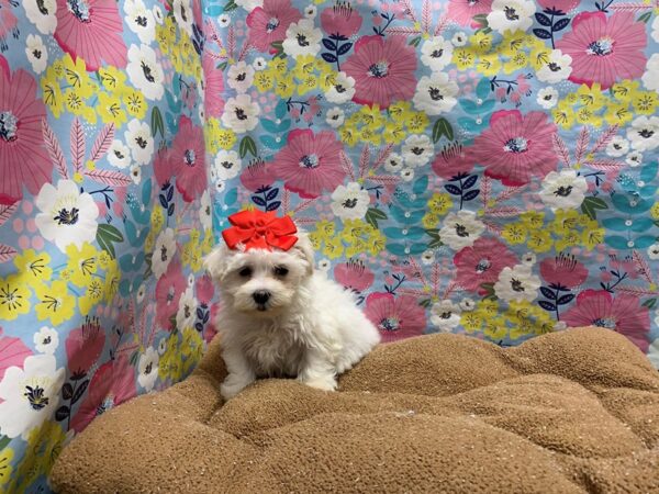 Maltese-DOG-Female-wh-6030-Petland San Antonio, TX