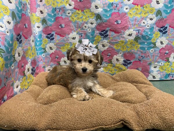 Yorkiepoo DOG Female gldn 6031 Petland San Antonio, TX