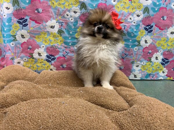 Pomeranian-DOG-Male-sbl & wh-6032-Petland San Antonio, TX