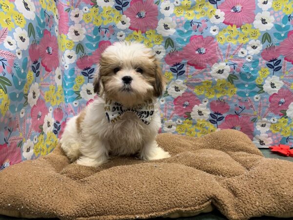 Teddy Bear-DOG-Male-gld & wh-6033-Petland San Antonio, TX