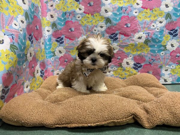 Shih Tzu-DOG-Male-gld & wh-6034-Petland San Antonio, TX