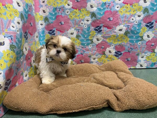 Shih Tzu-DOG-Male-gld & wh-6035-Petland San Antonio, TX