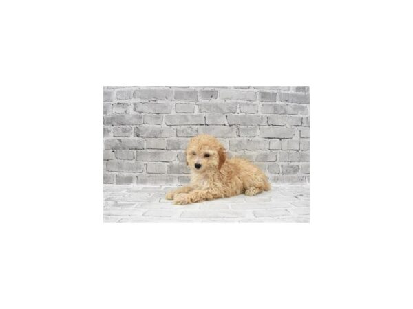 Poodle DOG Male Cream 6037 Petland San Antonio, TX