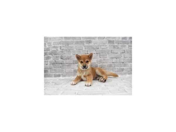 Shiba Inu-DOG-Male-Red-6038-Petland San Antonio, TX