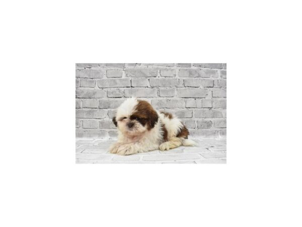 Shih Tzu-DOG-Male-Gold and White-6040-Petland San Antonio, TX