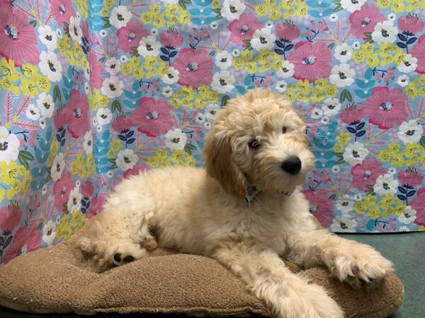 2nd Generation Goldendoodle-DOG-Male-lt gldn-6041-Petland San Antonio, TX