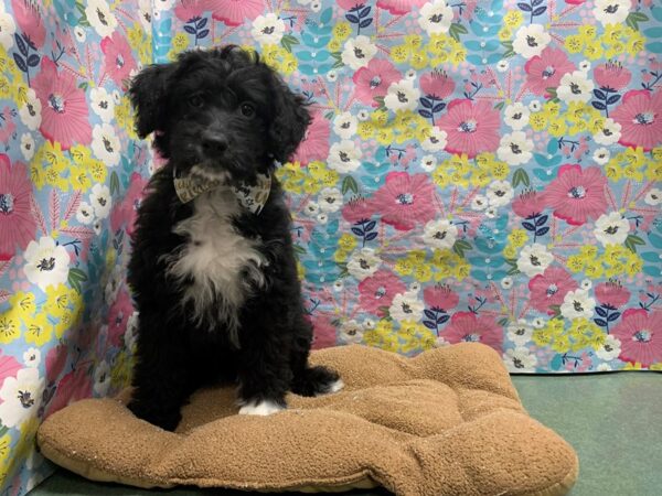 Aussiedoodle-DOG-Female-blk, wh mkgs-6042-Petland San Antonio, TX
