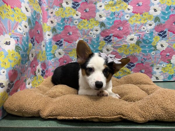 Corgi Heeler-DOG-Female-blk & tn, wh mkgs-6043-Petland San Antonio, TX