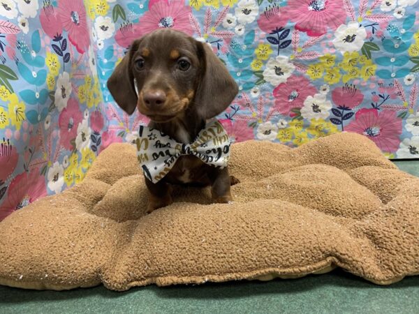 Dachshund-DOG-Male-chlt & tn-6044-Petland San Antonio, TX