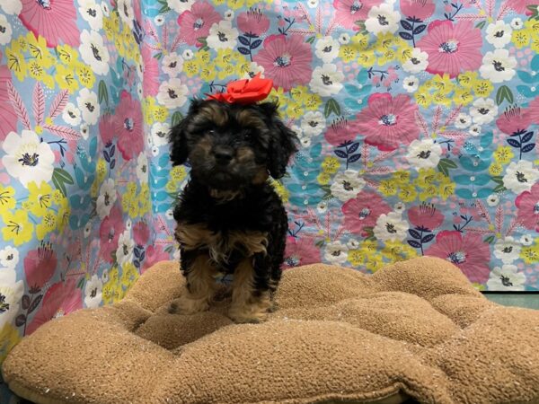 Cavapoo DOG Female blk & tn wh mkgs 6045 Petland San Antonio, TX