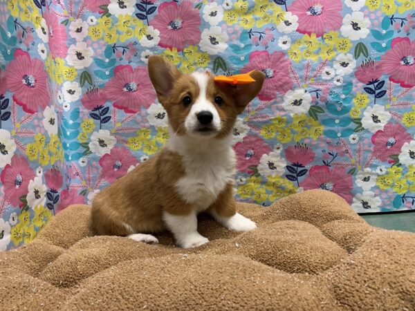 Pembroke Welsh Corgi-DOG-Female-rd, wh mkgs-6046-Petland San Antonio, TX