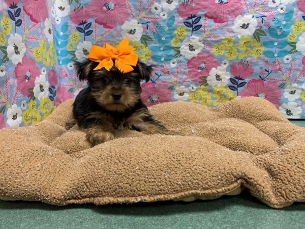 Yorkshire Terrier-DOG-Female-blk & tn-6047-Petland San Antonio, TX