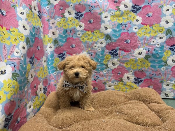 Bichapoo DOG Male aprct 6048 Petland San Antonio, TX