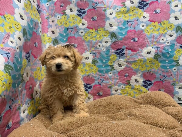 Bichapoo DOG Female apct 6049 Petland San Antonio, TX