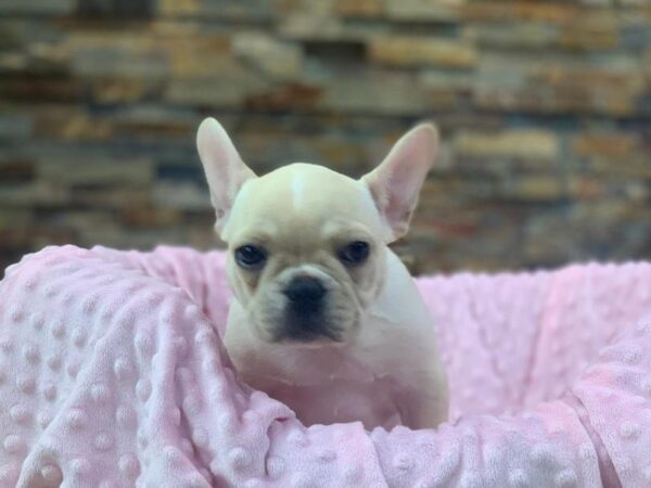French Bulldog-DOG-Female-Cream-8901-Petland San Antonio, TX