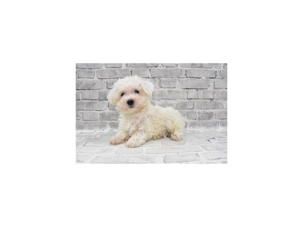 Havanese-DOG-Male-White-6051-Petland San Antonio, TX