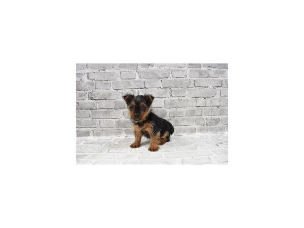 Yorkshire Terrier DOG Male Black and Tan 6052 Petland San Antonio, TX