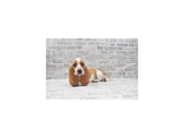 Basset Hound DOG Female Lemon and White 6050 Petland San Antonio, TX