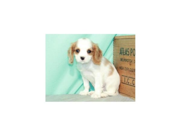 Cavalier King Charles Spaniel-DOG-Male-Blenheim-8899-Petland San Antonio, TX