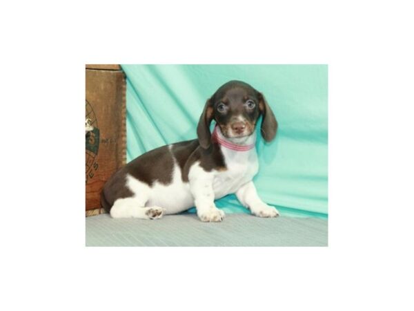 Dachshund-DOG-Male-Chocolate & Tan Piebald-8898-Petland San Antonio, TX