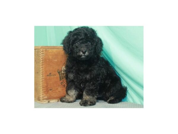 Miniature Bernadoodle-DOG-Male-Black & Tan-8897-Petland San Antonio, TX