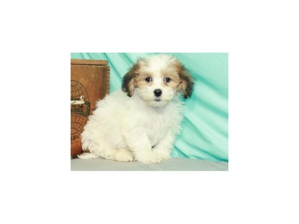 Lhasapoo DOG Male White & Gold 8896 Petland San Antonio, TX